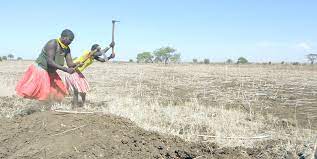 Farmers in Kotido prepare their farmland for planting ahead of the ...