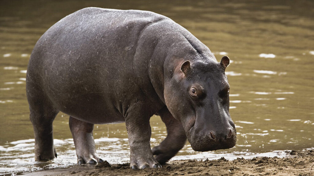 Hippopotamus Has Chopped Off Man’s Leg At Kayanja Fish Landing Site 